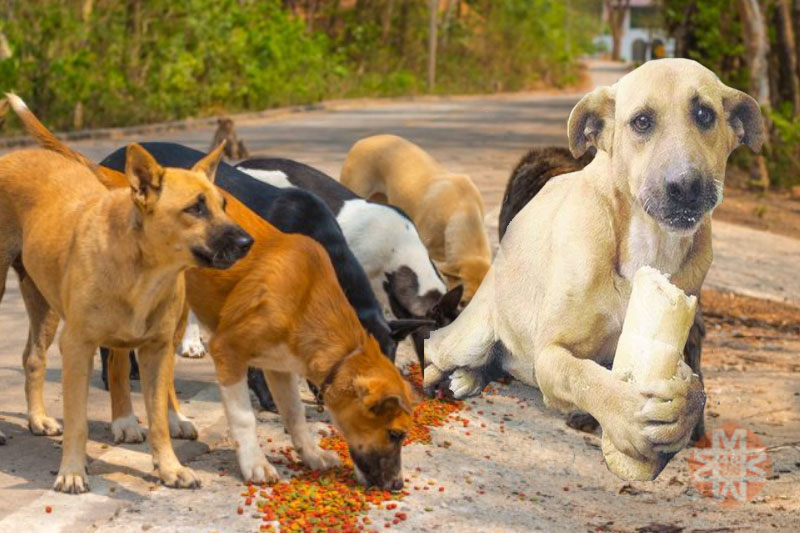 Sokak köpekleri, arşiv - 48 Haber Ajansı