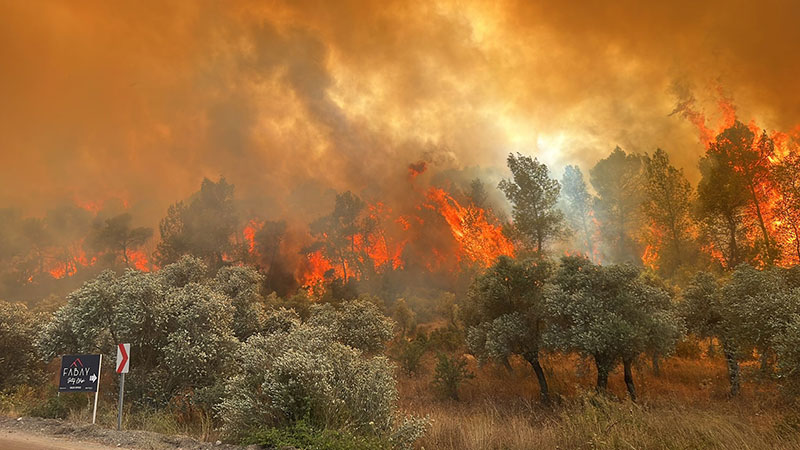 Milas'ta orman yangını- 48 Haber Ajansı