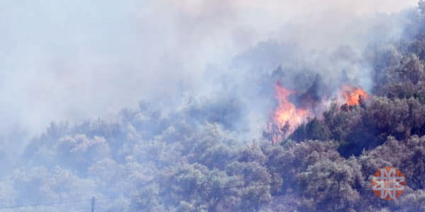 Bodrum-Milas karayolu orman yangını- 48 Haber Ajansı 2
