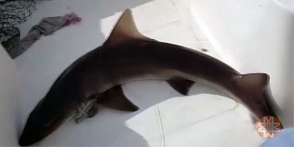 Datça'da ağlara köpek balığı takıldı - 48 Haber Ajansı