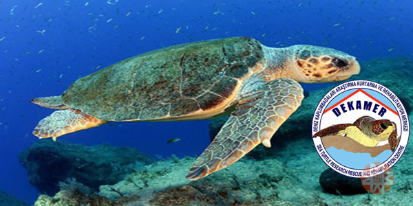 Gündoğan'da caretta caretta operasyonu - 48 Haber Ajansı