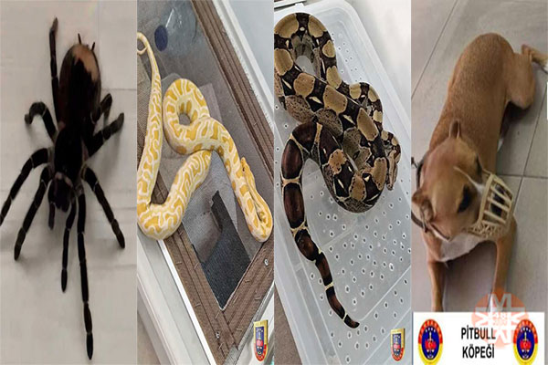 Burdur'da evede operasyonda yalanan hayvanlar - 48 Haber Ajansı